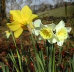 Yellow Irish Daffodils