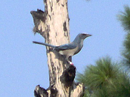 Florida Scrub Jay